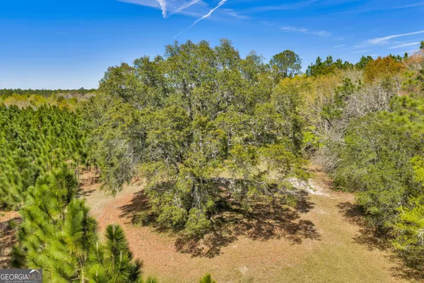 a view of a yard with a tree