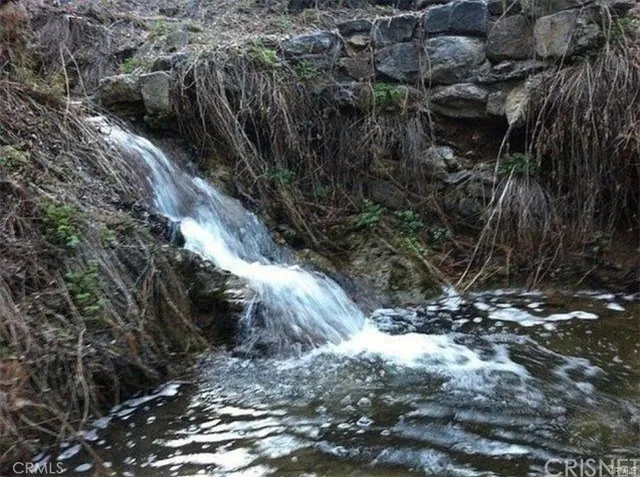 a view of a yard with plants and large trees