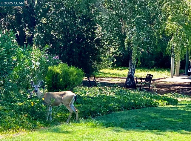 $599,000 | 2933 Ptarmigan Drive, Unit 3, Walnut Creek, CA 94595