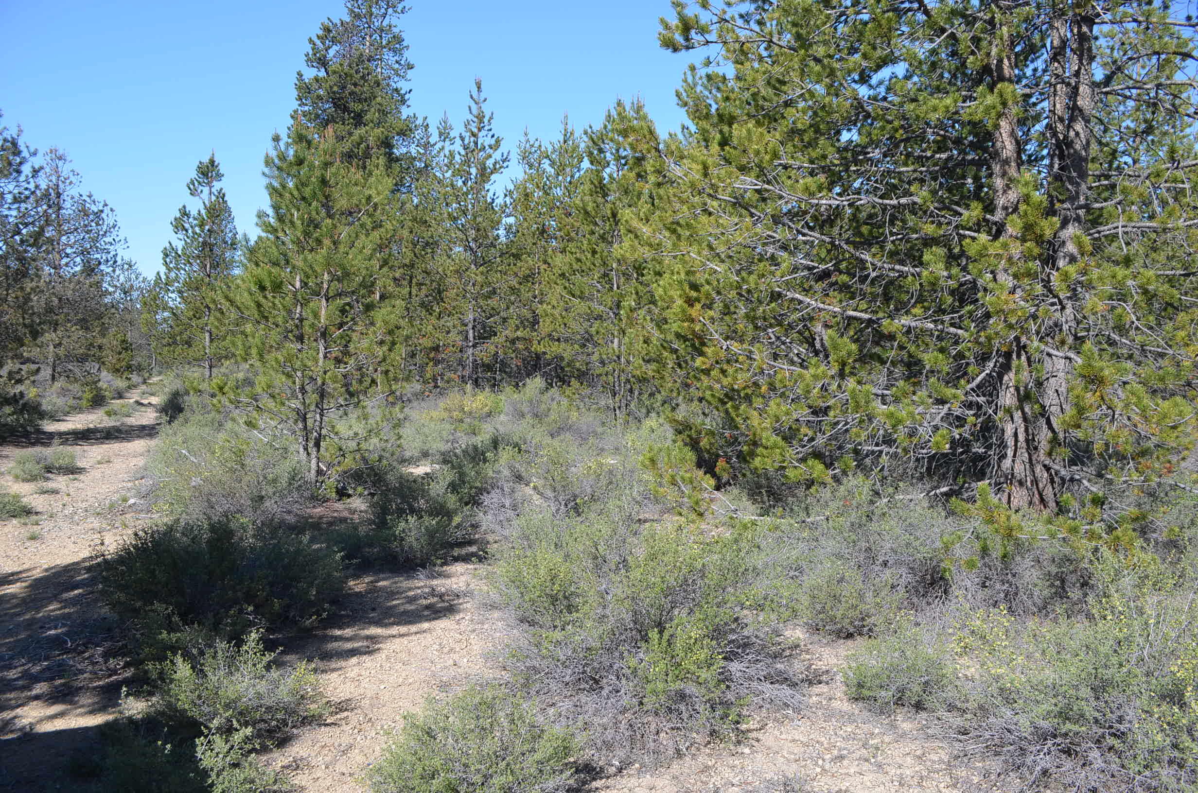 Forest Service Road Gilchrist, OR 97737 - Photo 2 of 8 DSC_0225