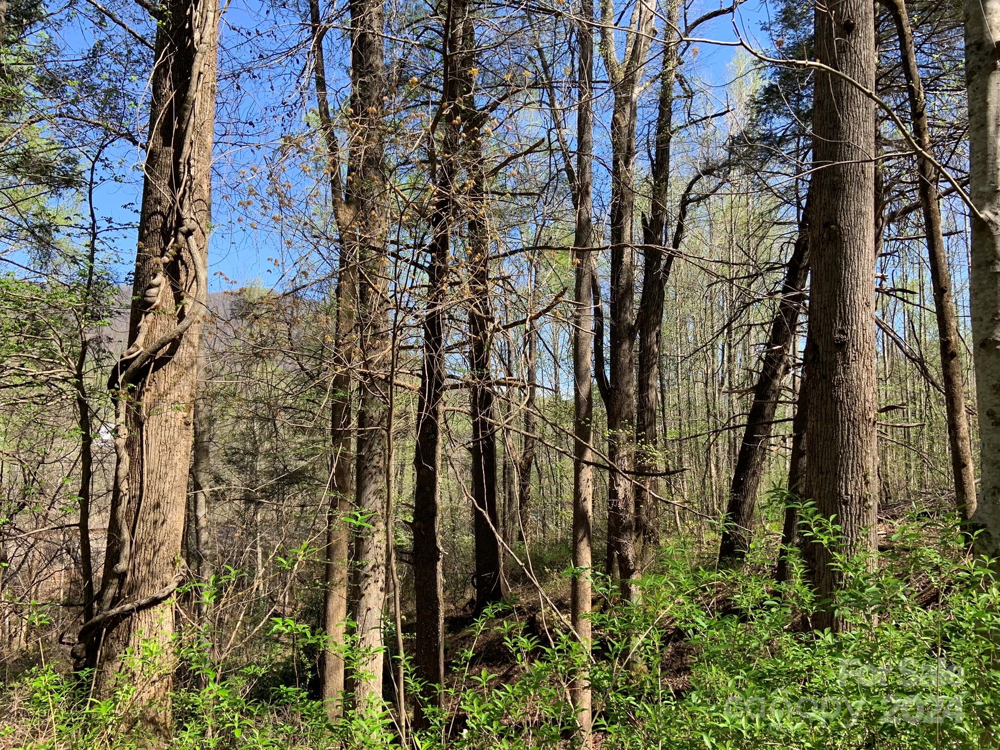 6786 Old Linville Road Marion, NC 28752 - Photo 32 of 33