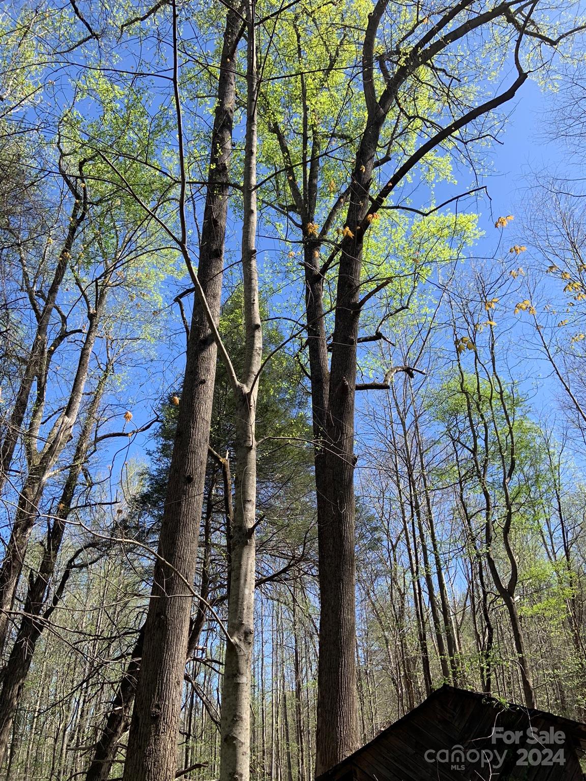 6786 Old Linville Road Marion, NC 28752 - Photo 33 of 33