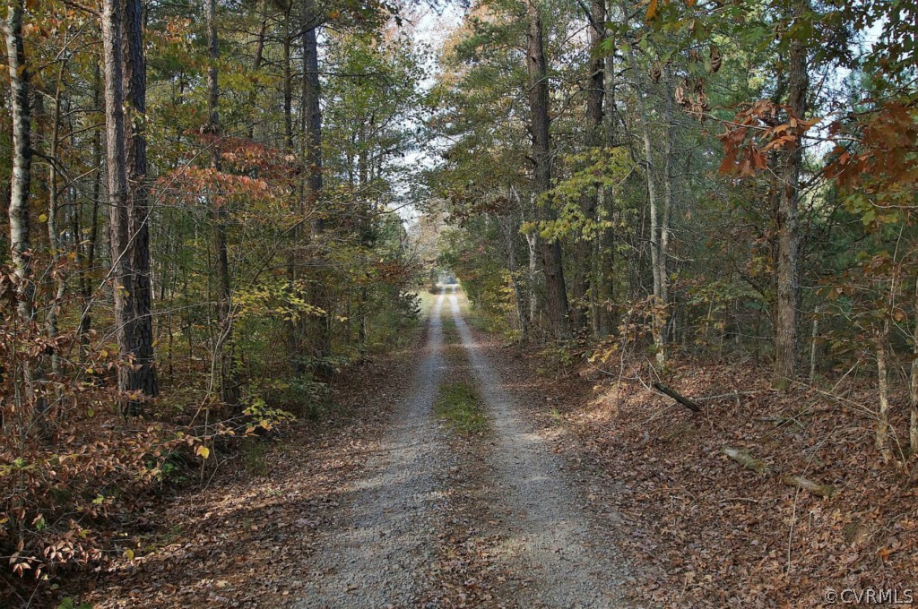 3005 Plank Road Kenbridge, VA 23944 - Photo 3 of 24 a view of a forest with lots of trees