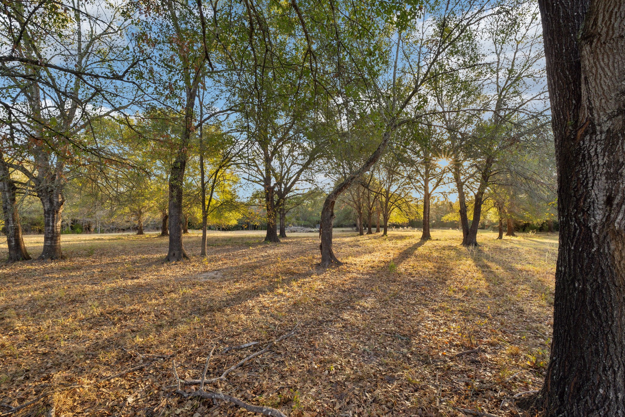 10433 County Road 162 Somerville, TX 77879 - Photo 30 of 40 a view of trees with yard