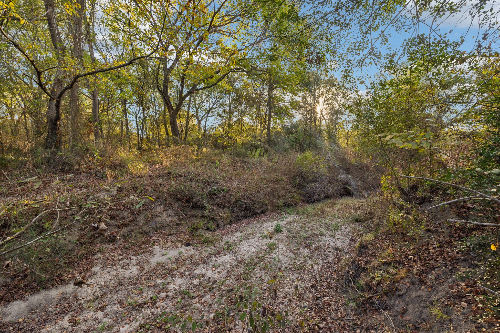 10433 County Road 162 Somerville, TX 77879 - Photo 35 of 40 a view of a forest with trees in the background