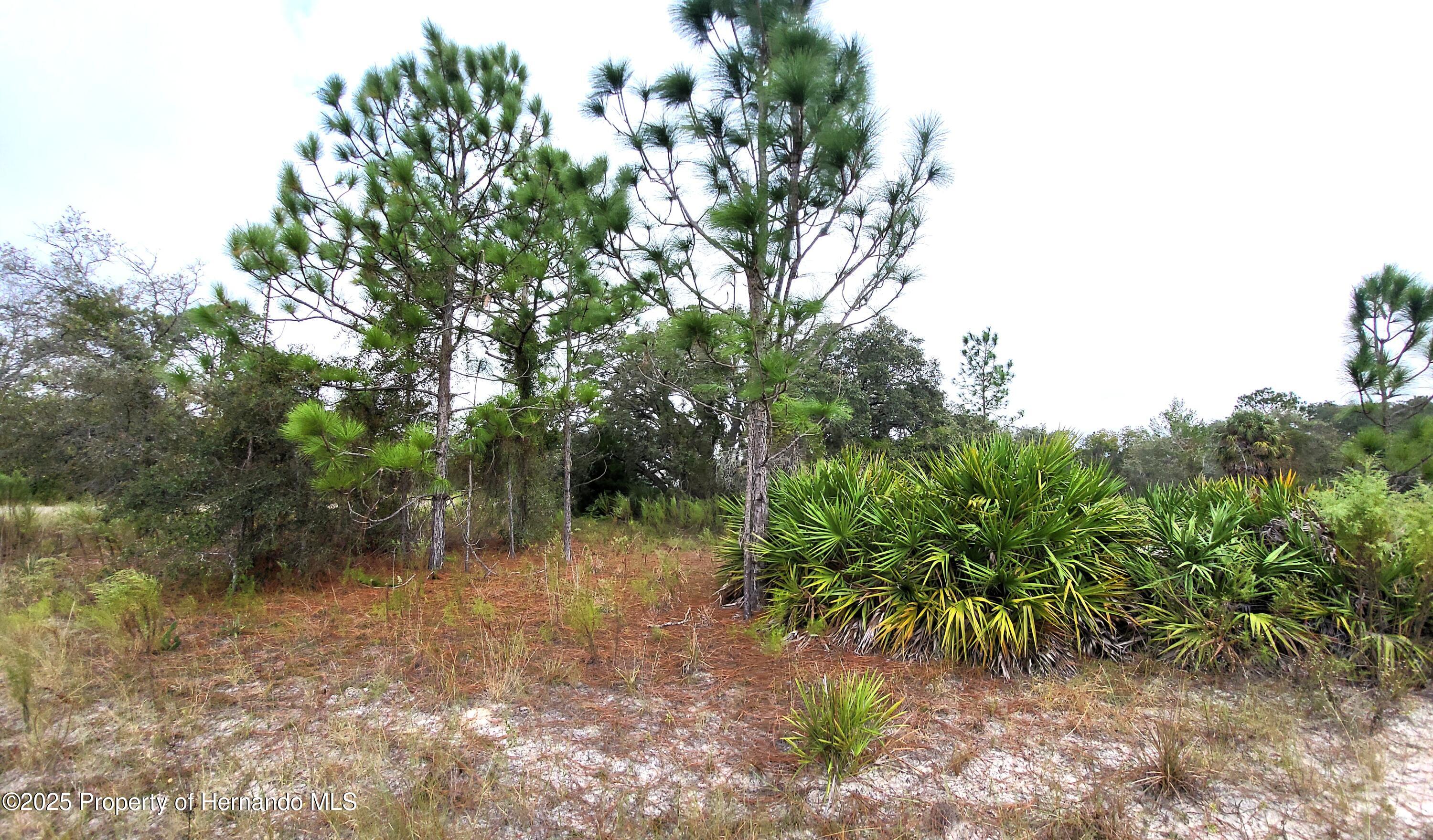 0 Motmot Road Weeki Wachee, FL 34614 - Photo 6 of 10