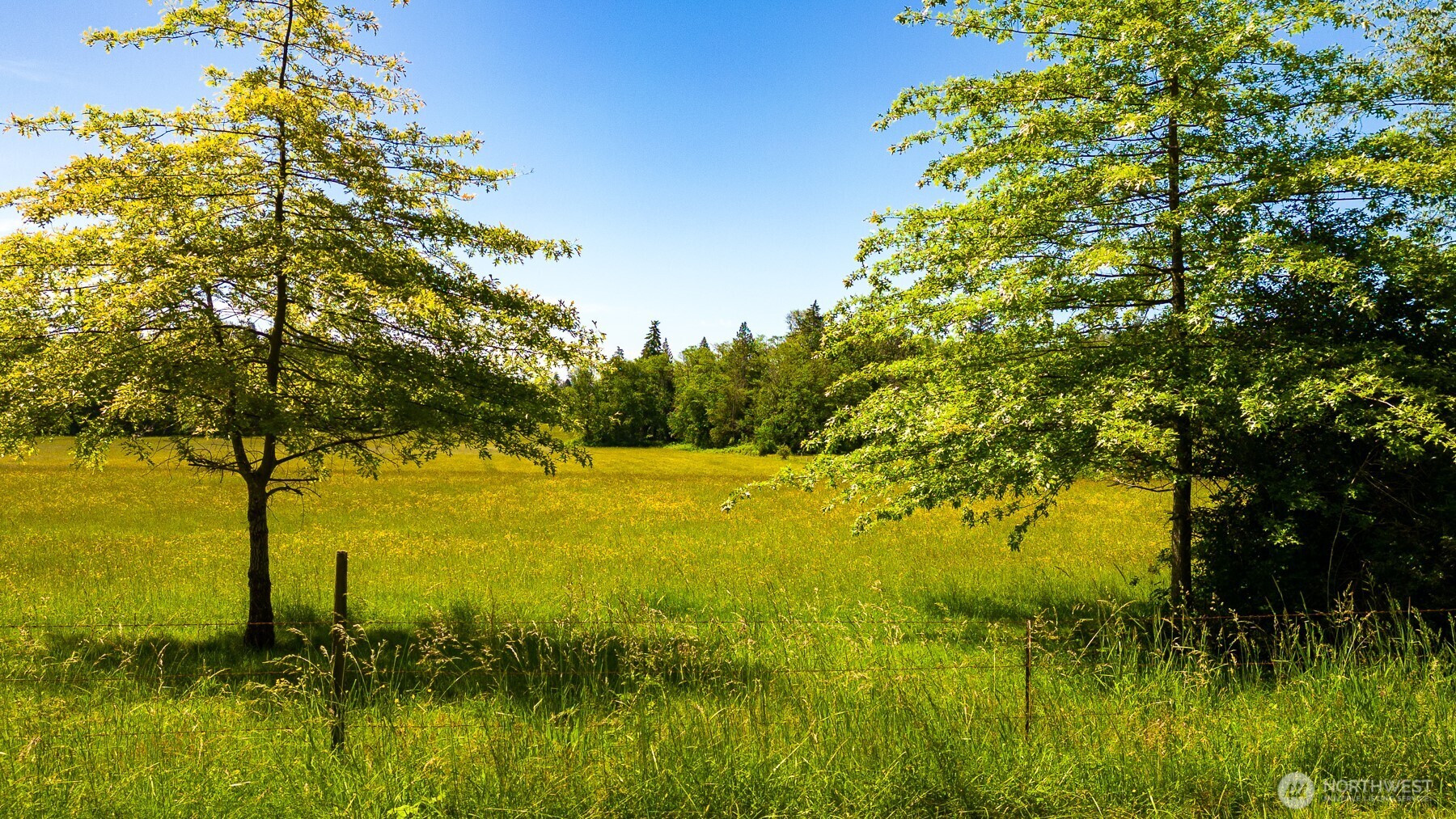 a view of a yard with a tree