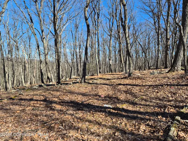 a view of a backyard with large trees