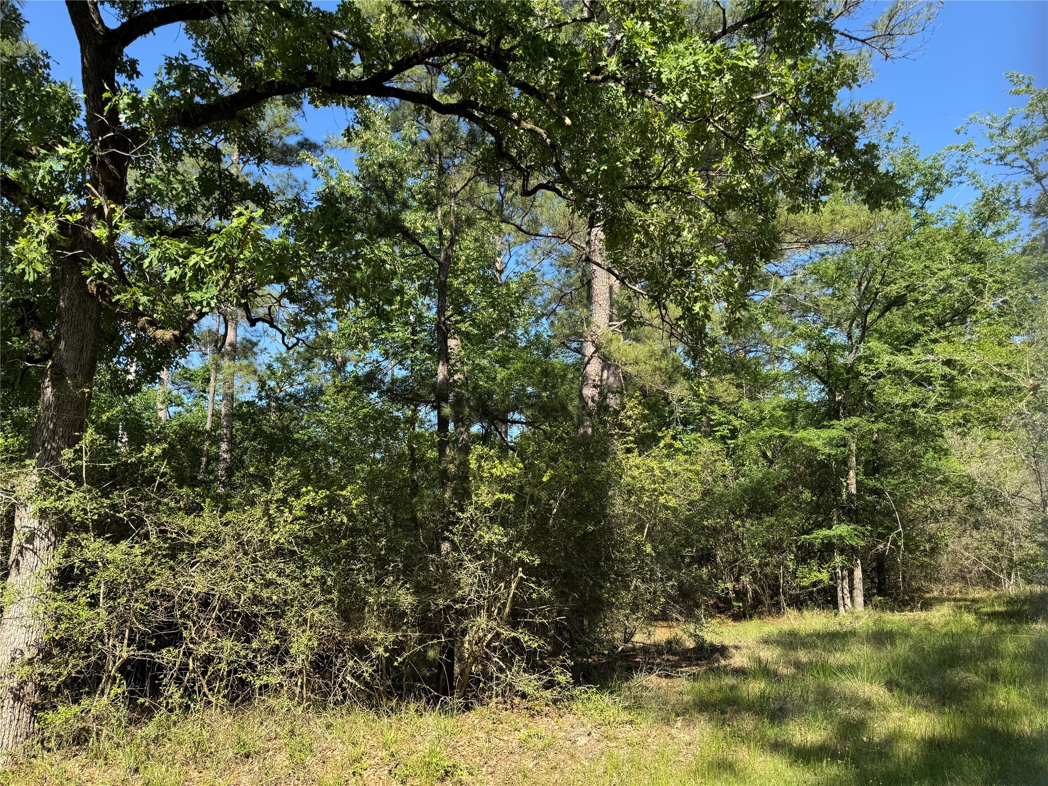 15 Wood Harbor Trinity, TX 75862 - Photo 3 of 10 a view of a tree in a yard