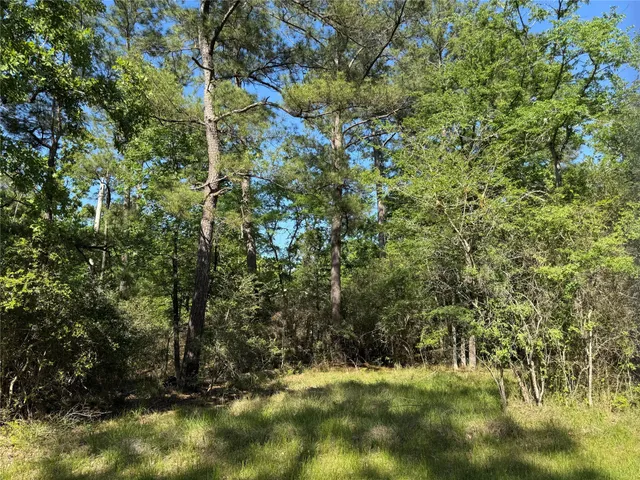 a view of a forest with trees