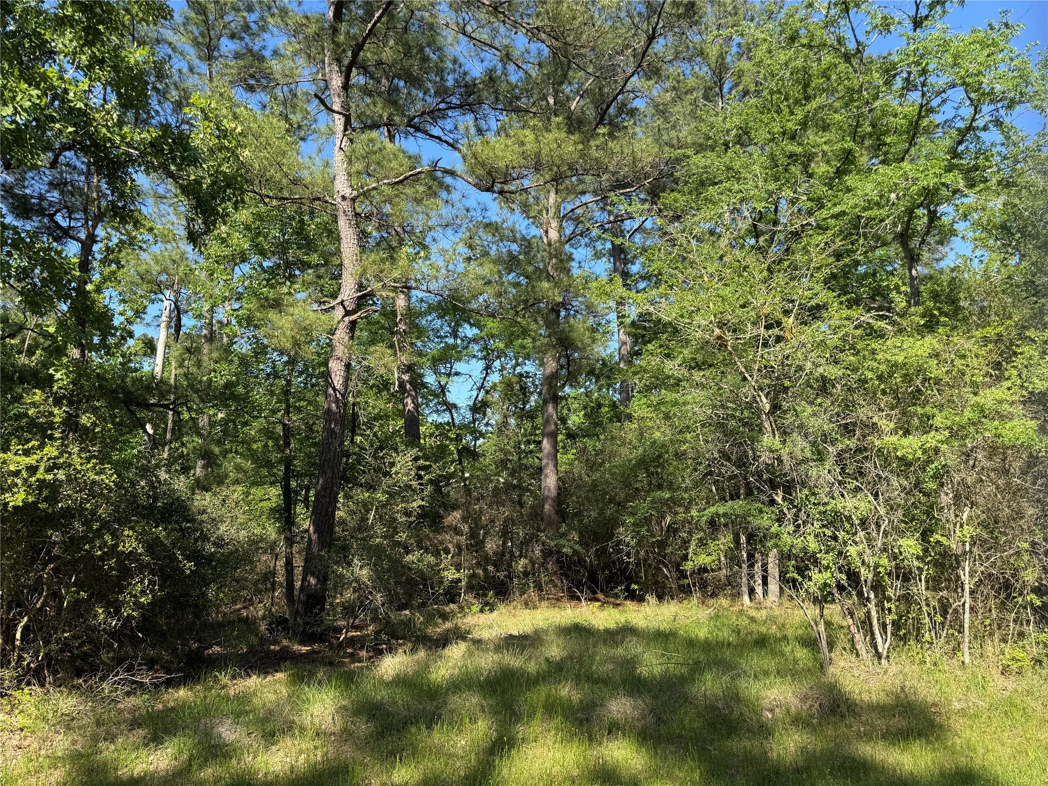 15 Wood Harbor Trinity, TX 75862 - Photo 4 of 10 a view of a yard