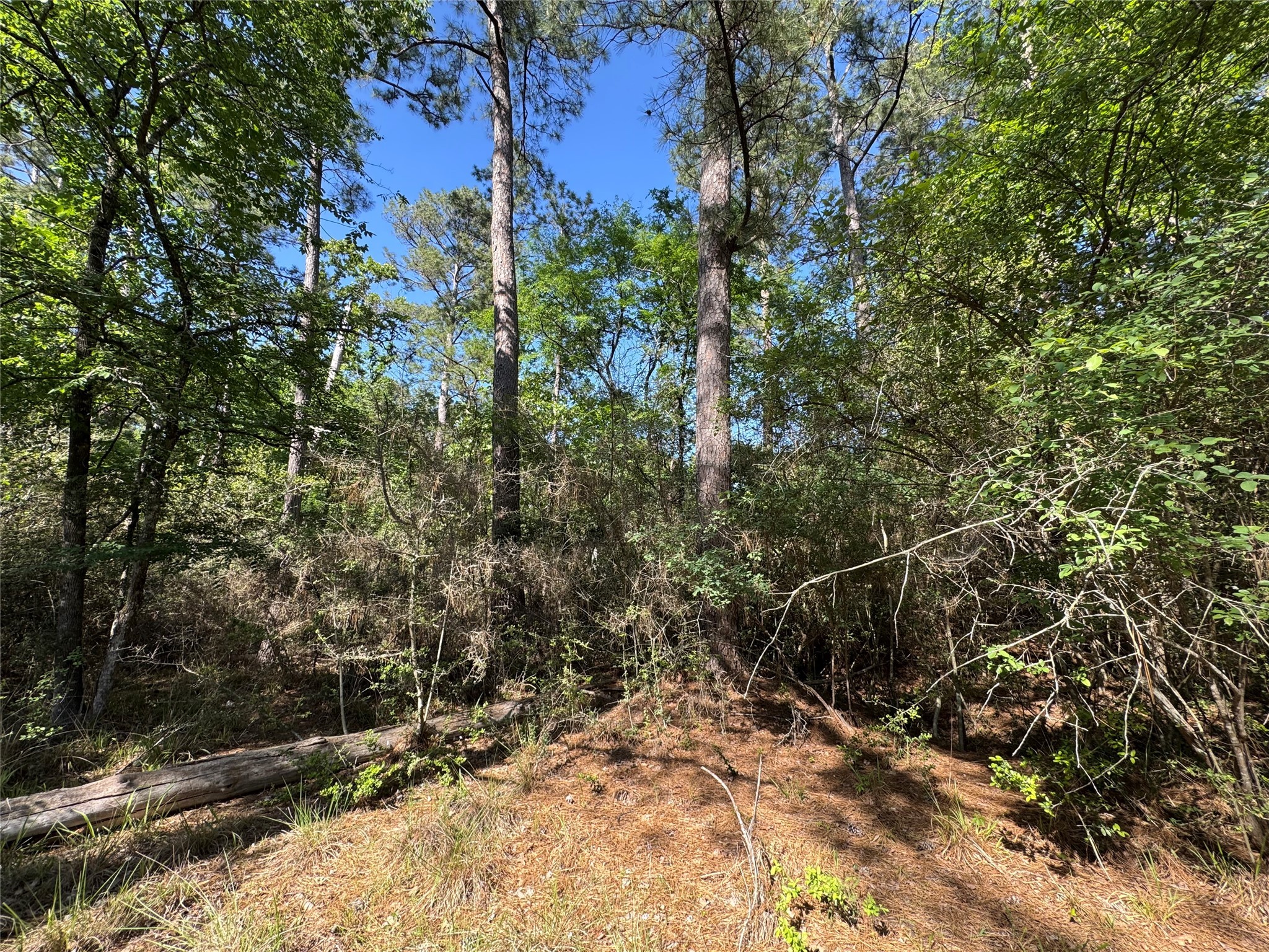 15 Wood Harbor Trinity, TX 75862 - Photo 5 of 10 a view of a forest with trees