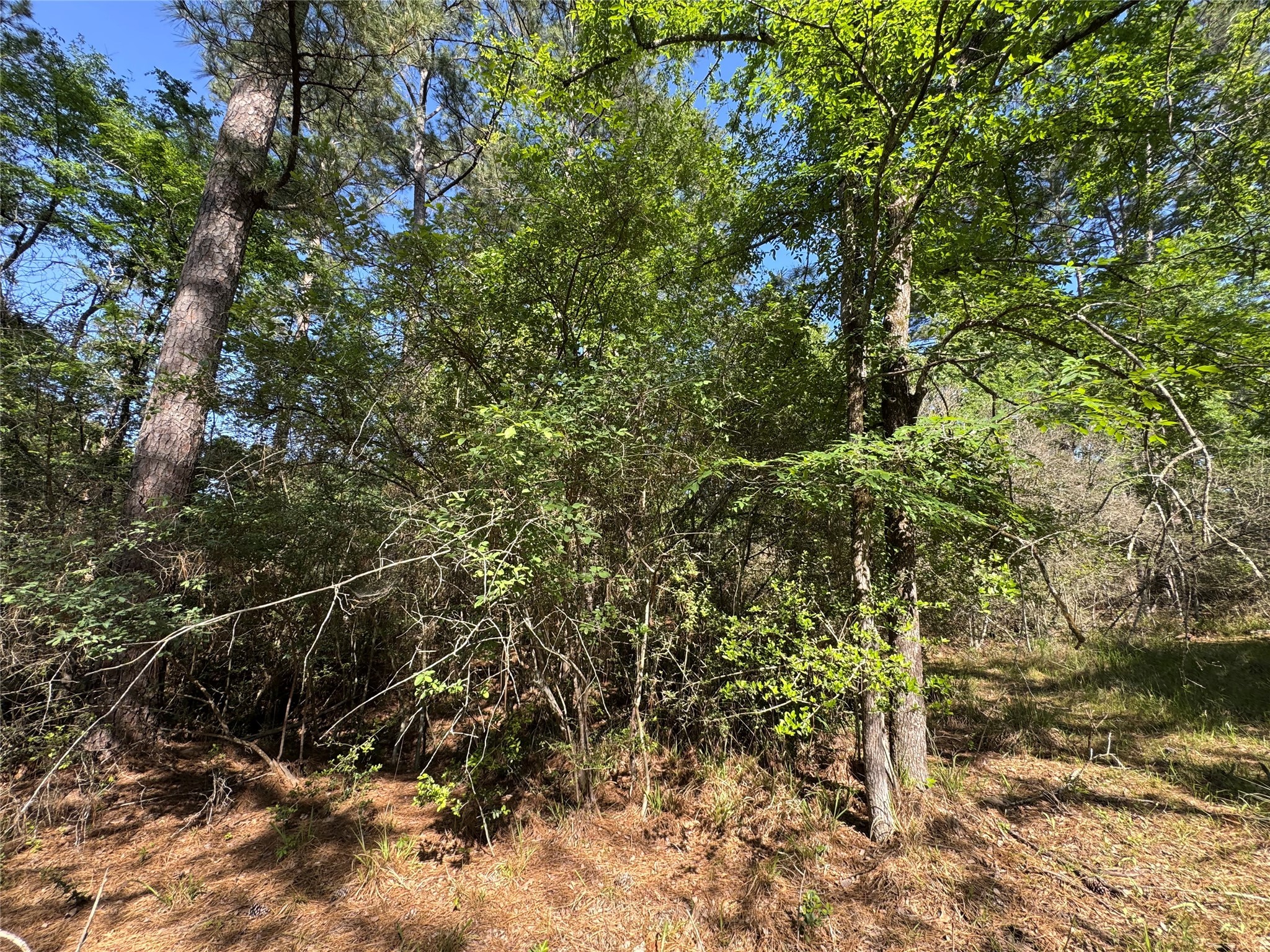 15 Wood Harbor Trinity, TX 75862 - Photo 6 of 10 a view of a forest with a tree