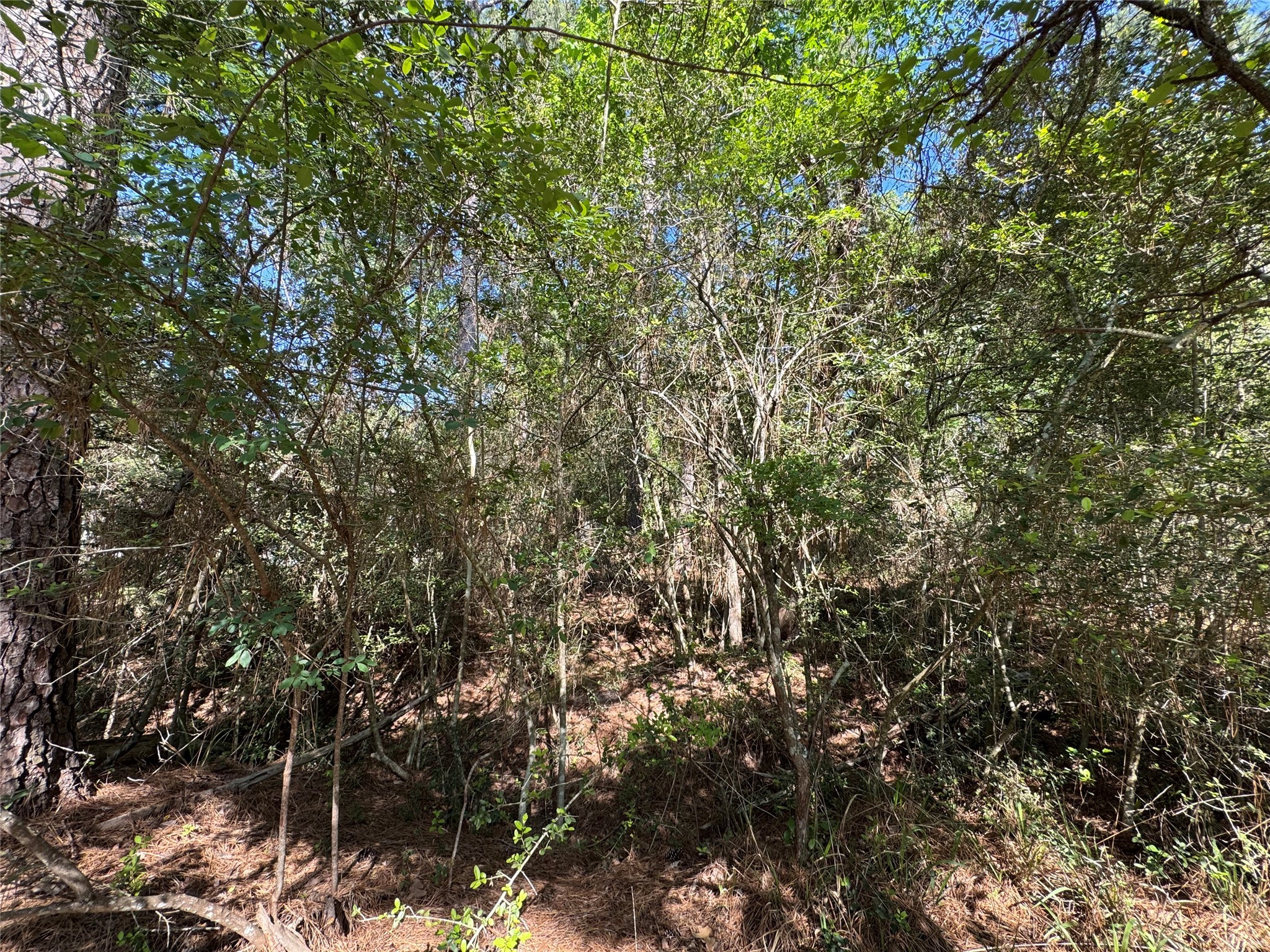 15 Wood Harbor Trinity, TX 75862 - Photo 7 of 10 a view of a tree with a tree