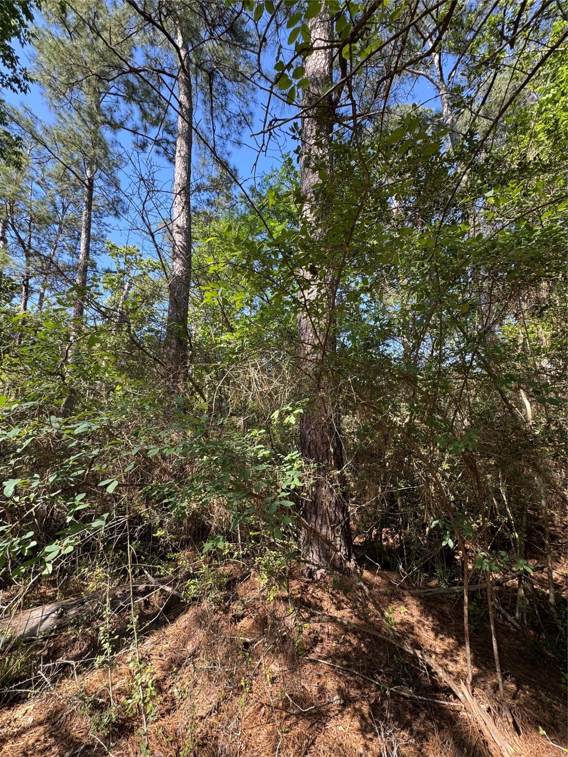 15 Wood Harbor Trinity, TX 75862 - Photo 8 of 10 a view of a house in a forest