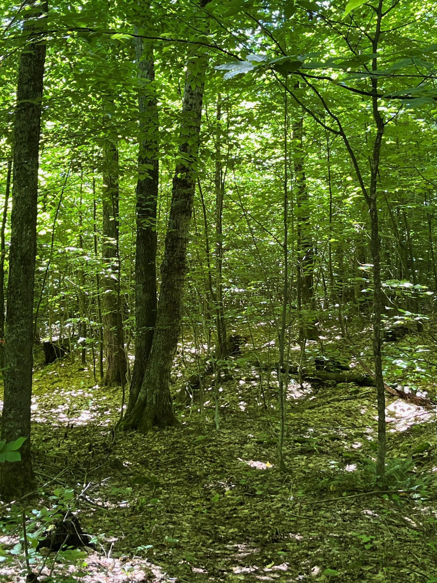 3 C Westover Road Jay, VT 05859 - Photo 1 of 2 Gallery Image 1