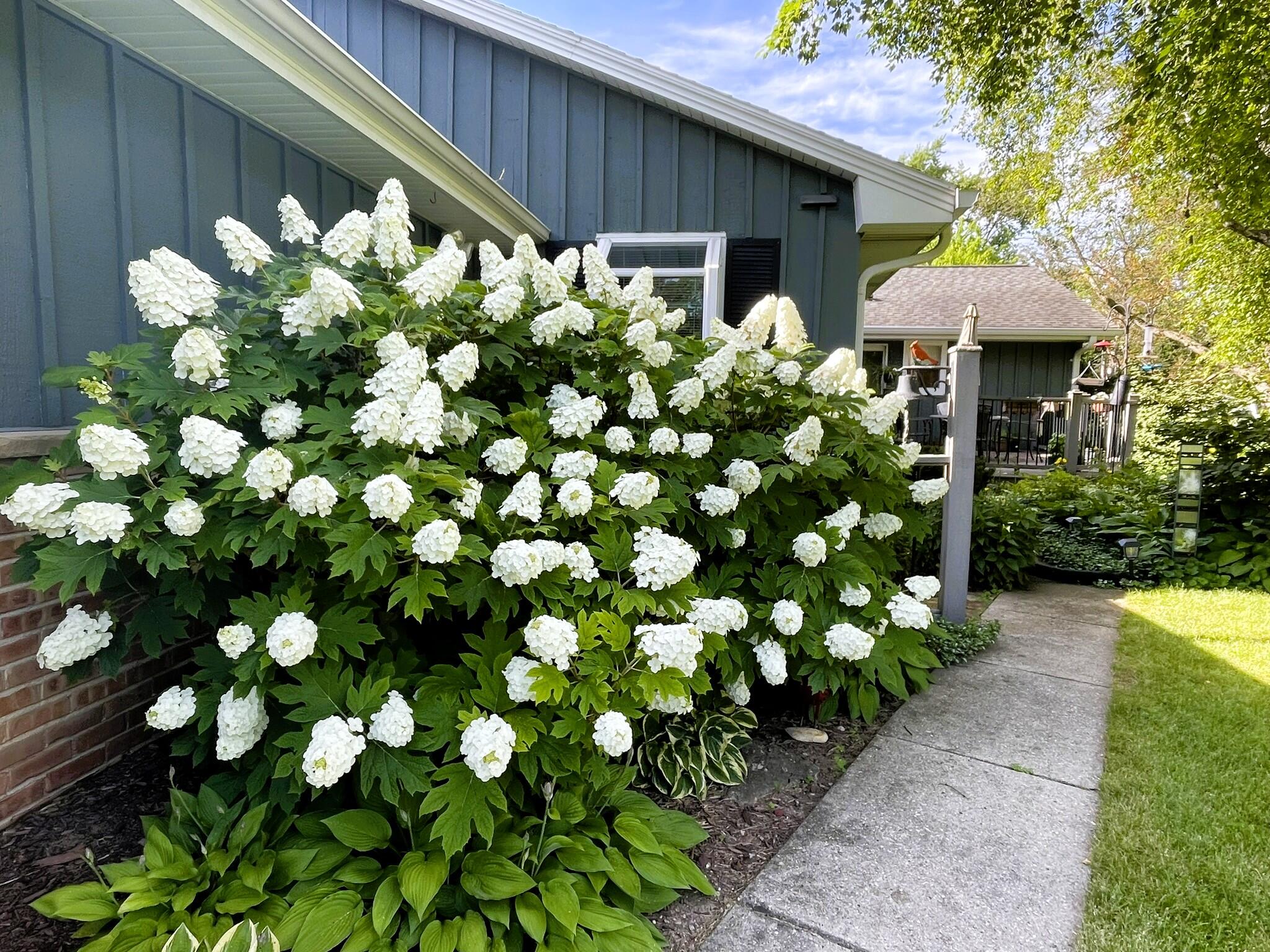 8160 North 37th Street Brown Deer, WI 53209 - Photo 6 of 30 Deck area garden 1
