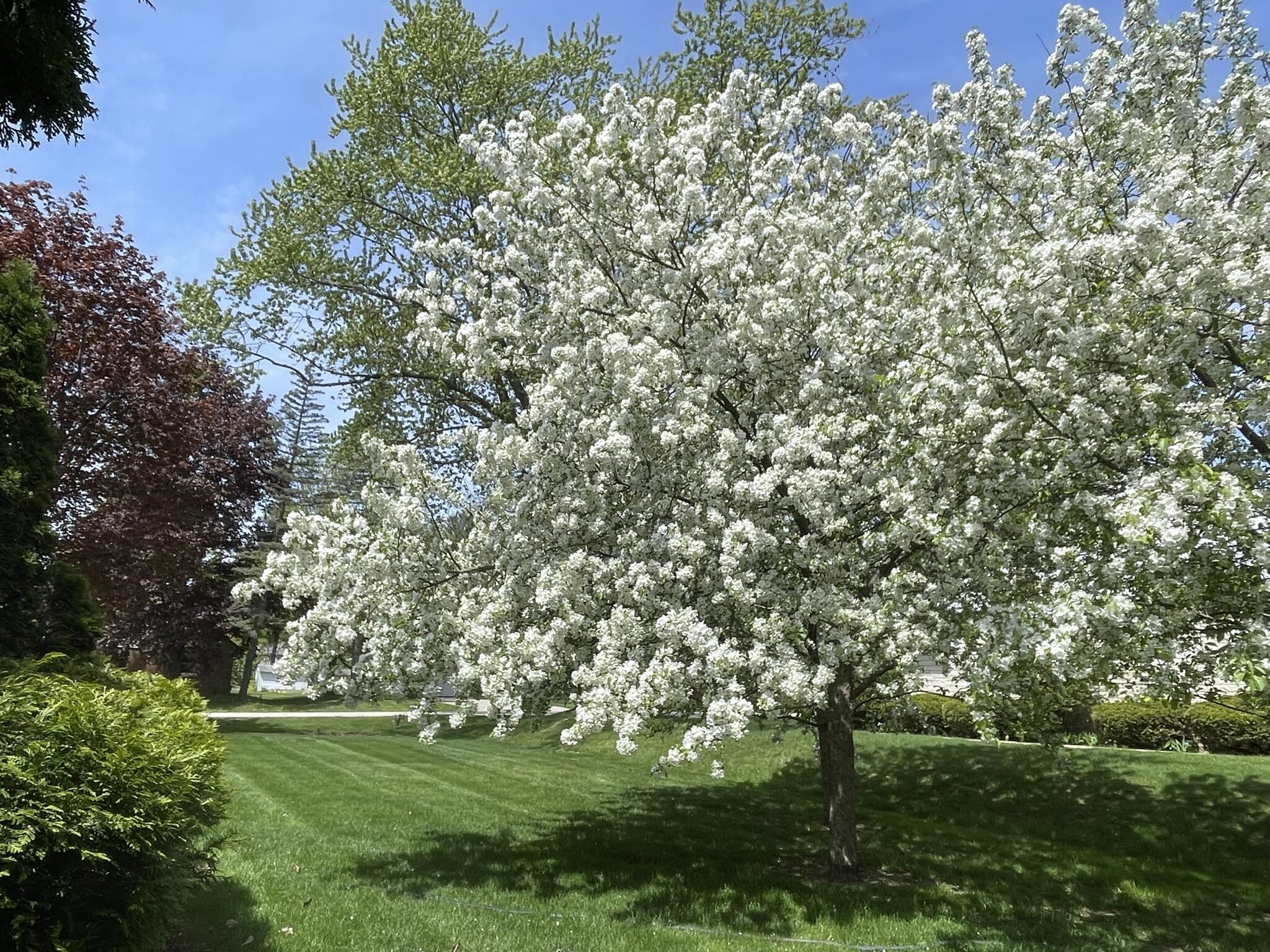 8160 North 37th Street Brown Deer, WI 53209 - Photo 8 of 30 crabapple blanco