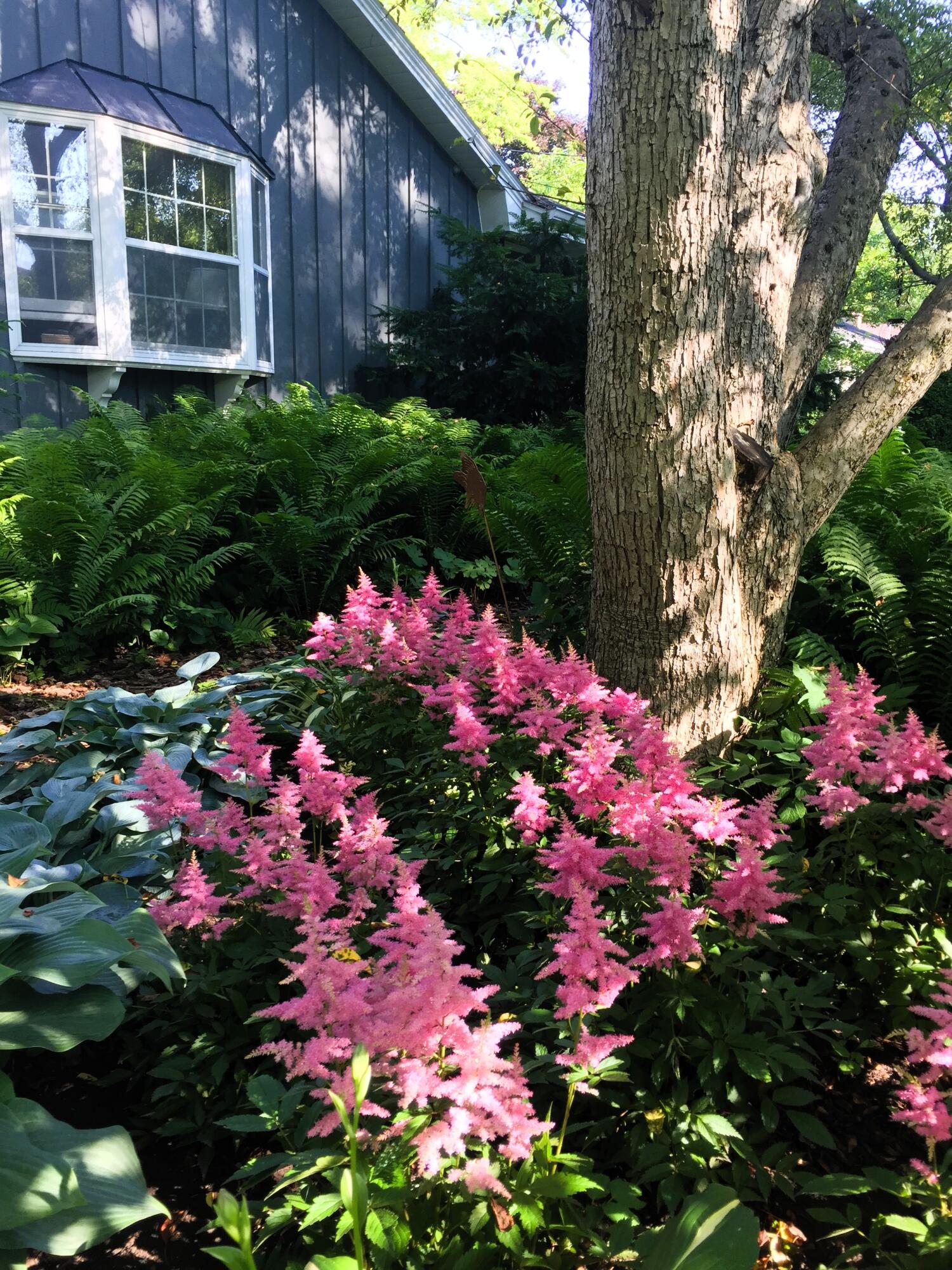 8160 North 37th Street Brown Deer, WI 53209 - Photo 9 of 30 Shade garden1