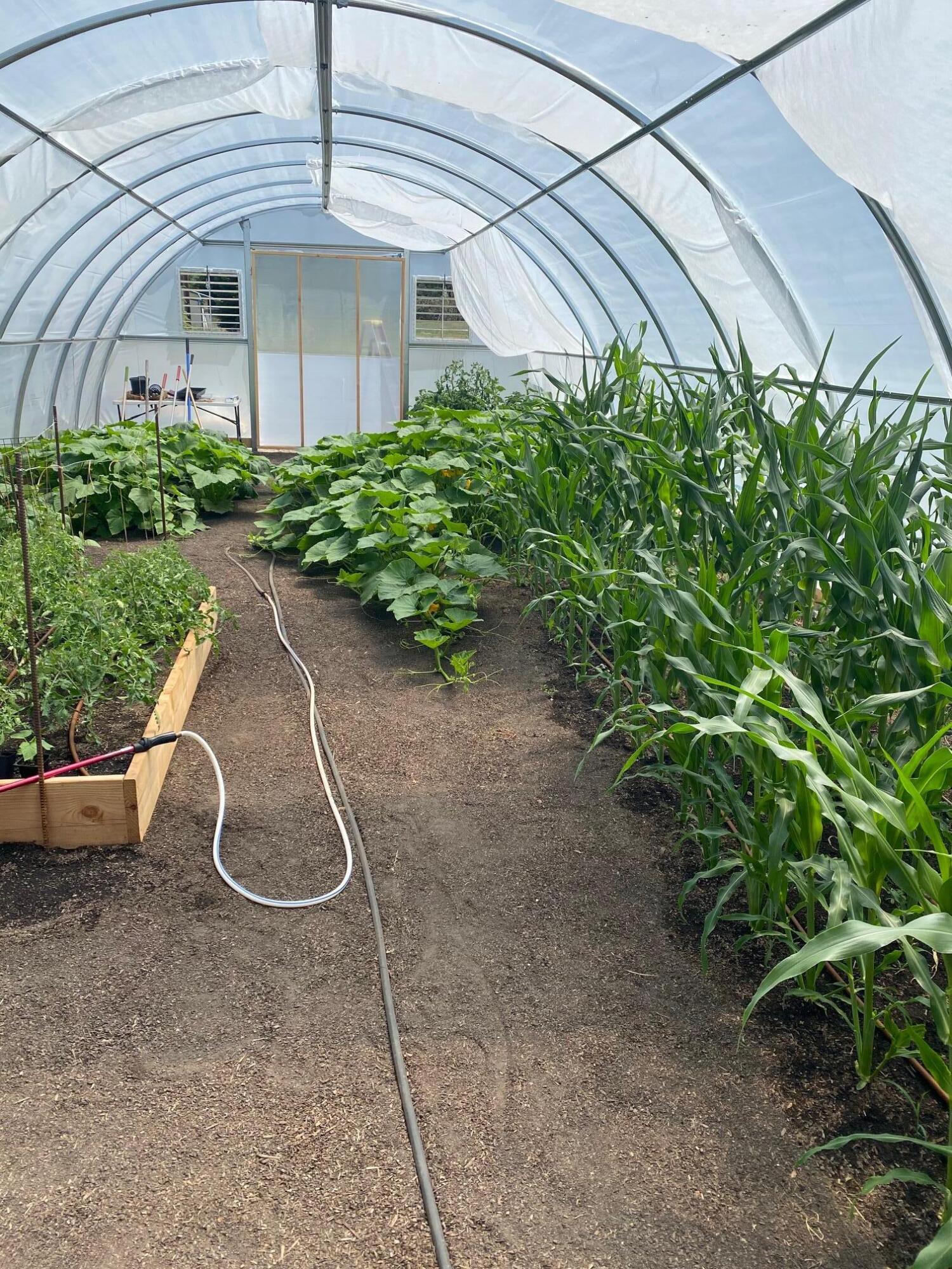 28914 Whitmore Road Whitmore, CA 96096 - Photo 4 of 187 Grown your own food in the greenhouse!