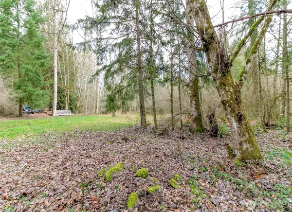 a view of a yard with plants and trees