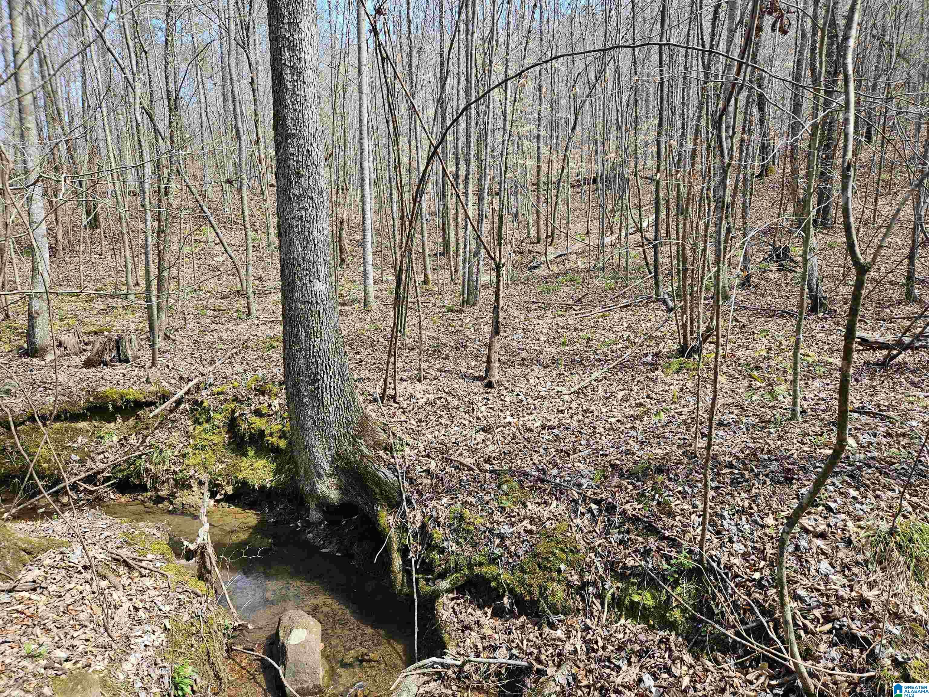 0 Shoal Creek Road Ragland, AL 35131 - Photo 10 of 22 Gallery Image 10