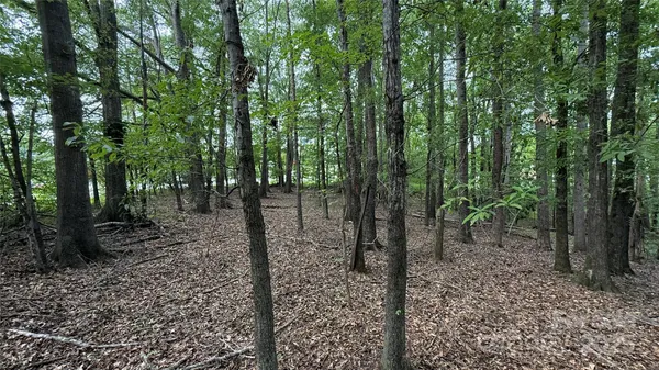 a view of a forest with trees in the background