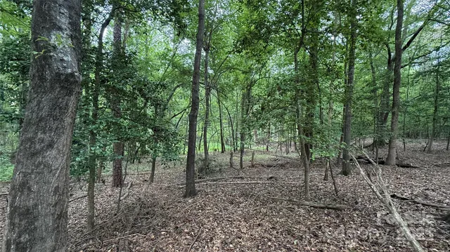 a view of a forest filled with trees in the background