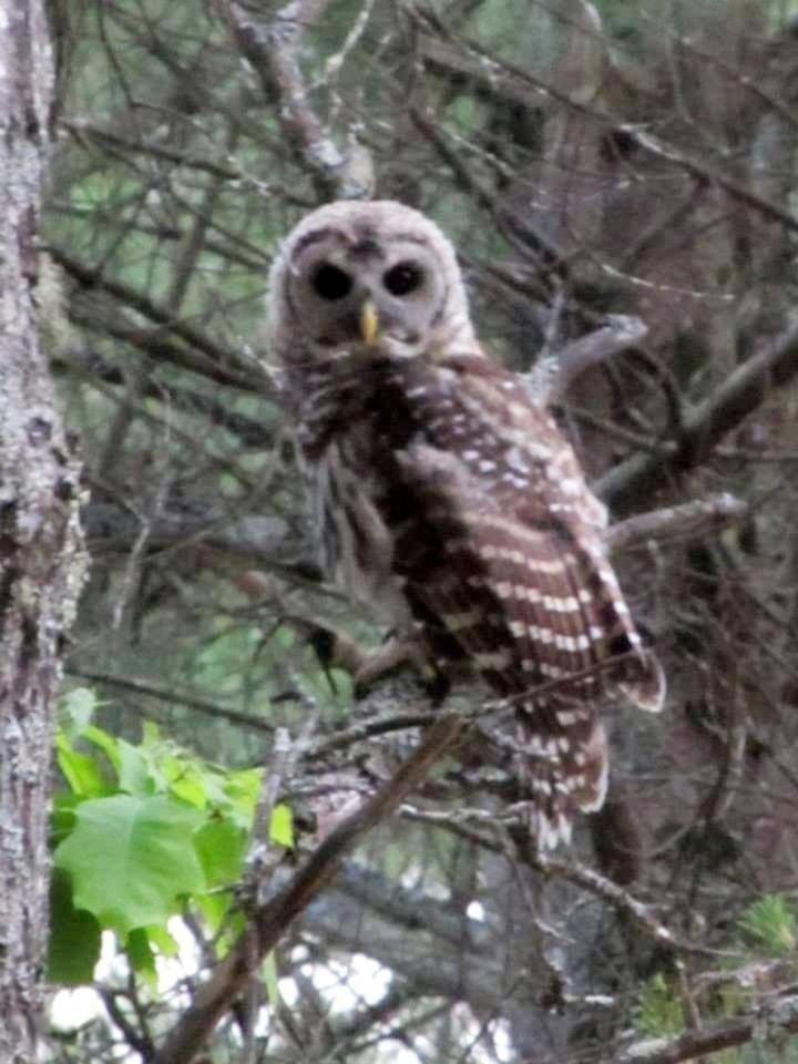 7674 West Wingleton Road Baldwin, MI 49304 - Photo 5 of 66 Creatures on the land: Owl