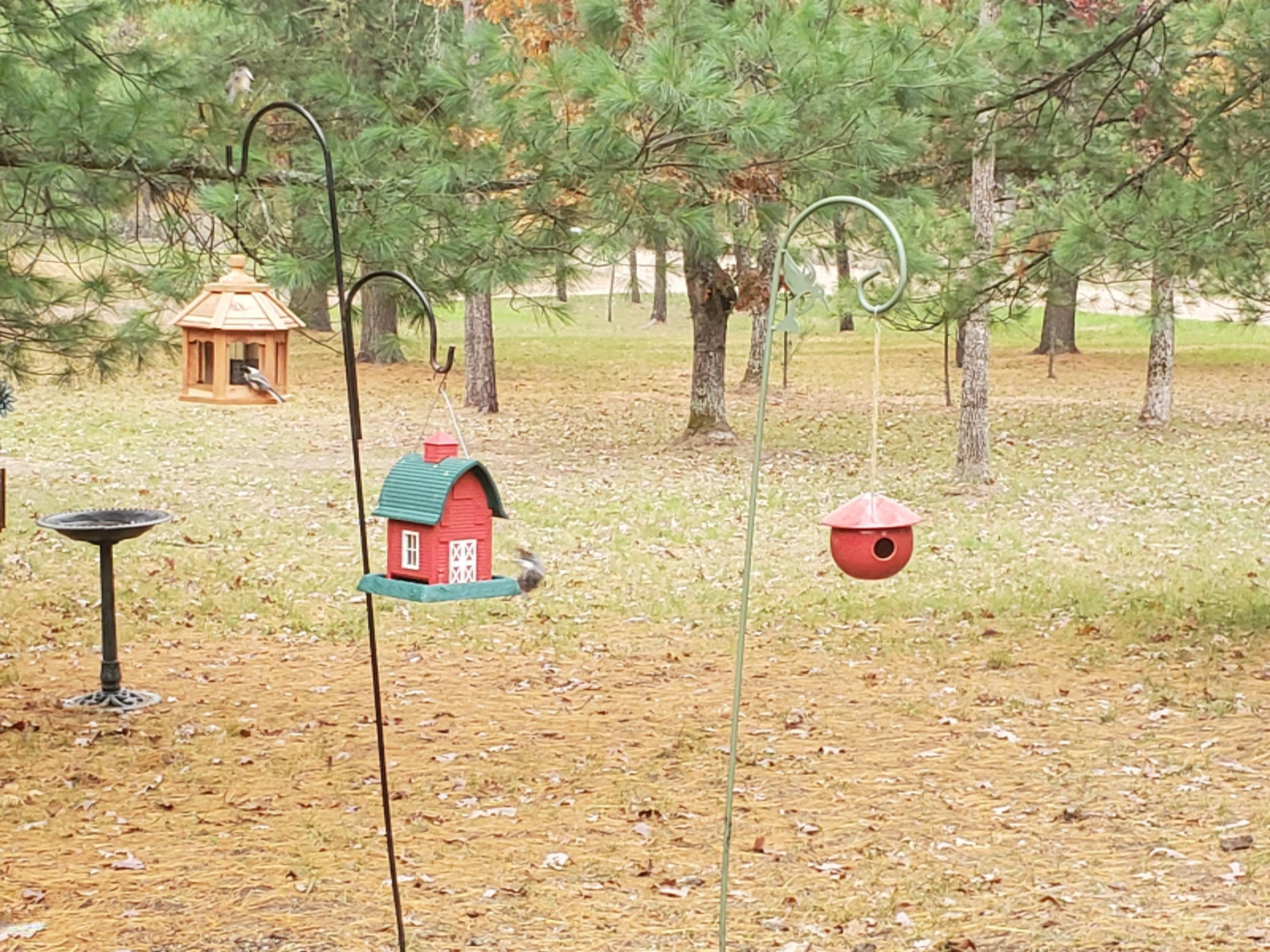 7674 West Wingleton Road Baldwin, MI 49304 - Photo 53 of 66 Lots of Birds