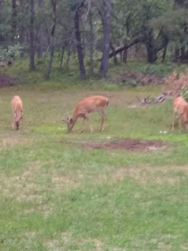 7674 West Wingleton Road Baldwin, MI 49304 - Photo 7 of 66 Creatures on the land: Deer