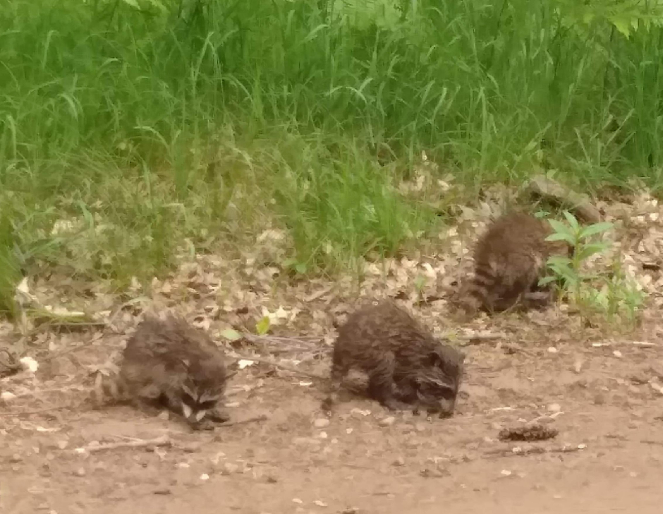 7674 West Wingleton Road Baldwin, MI 49304 - Photo 8 of 66 Creatures on the land: Raccoons