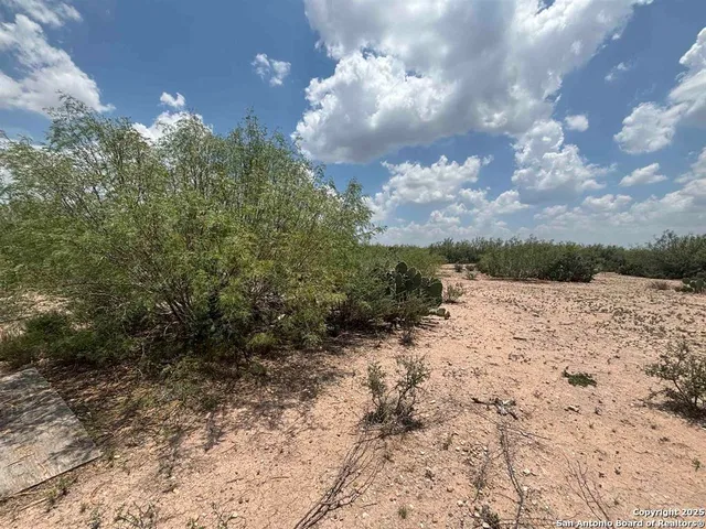 a view of a dry yard with lots of trees