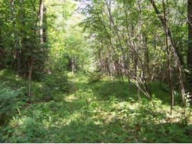 Lot 23 Three Ten Road Mercer, WI 54547 - Photo 8 of 9 Gallery Image 8