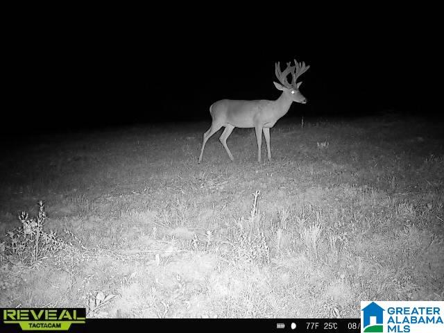 3653 Tabernacle Road Ethelsville, AL 35461 - Photo 9 of 9