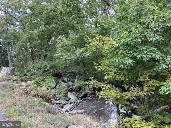 a view of a forest with plants and large trees