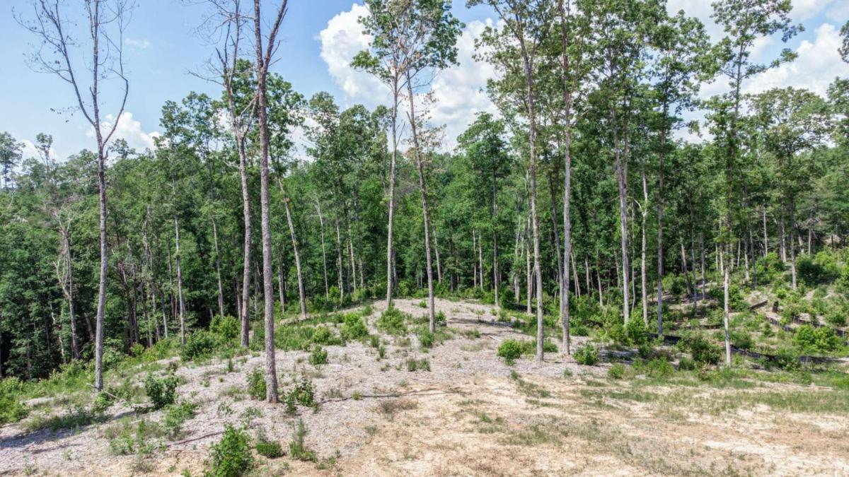 168 Ridgeline Court Ellijay, GA 30540 - Photo 1 of 1 a view of a forest with trees in the background