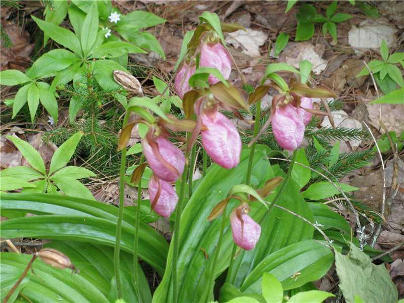 Lot 7 Old County Road Rockland, ME 04841 - Photo 30 of 35 Yard/Garden. Lady slippers grow...