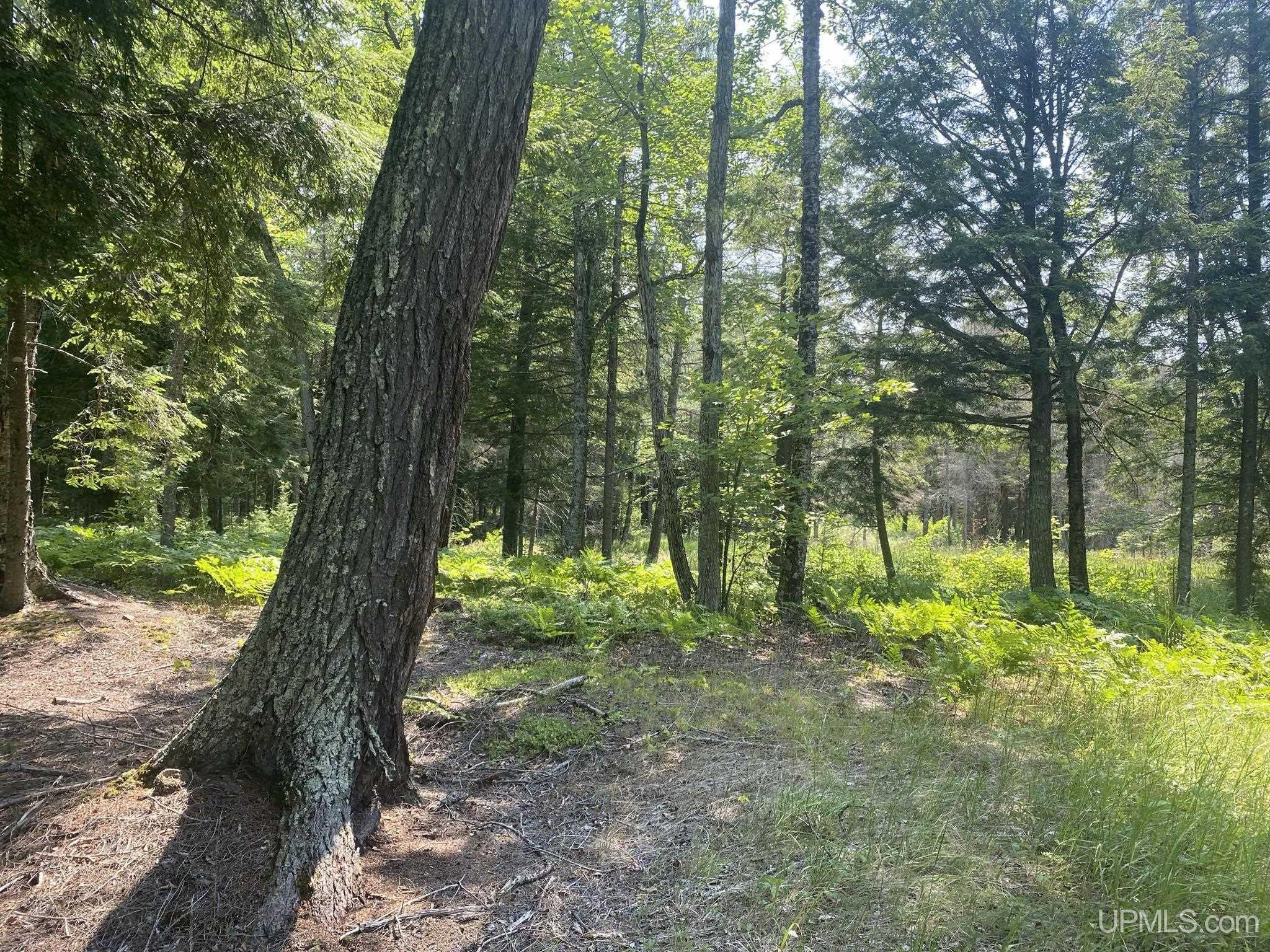 Tbd Tbd En-a-wen-da-win Road Watersmeet, MI 49969 - Photo 14 of 35