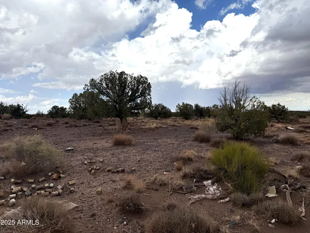 a view of a dry space with lots of trees