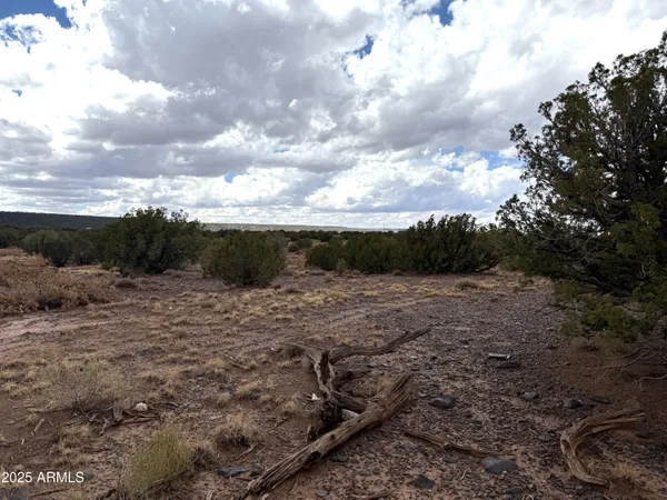 a view of a dry yard with trees