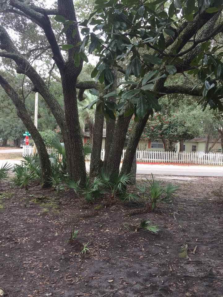 5533 Mobile Avenue Orange Beach, AL 36561 - Photo 6 of 37 Gorgeous Trees