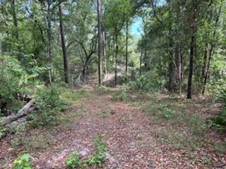 0 St Marys River Bluff Road St. George, GA 31562 - Photo 3 of 4 a view of a forest that has large trees
