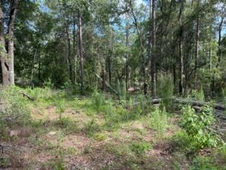 0 St Marys River Bluff Road St. George, GA 31562 - Photo 4 of 4 a view of outdoor space and green space
