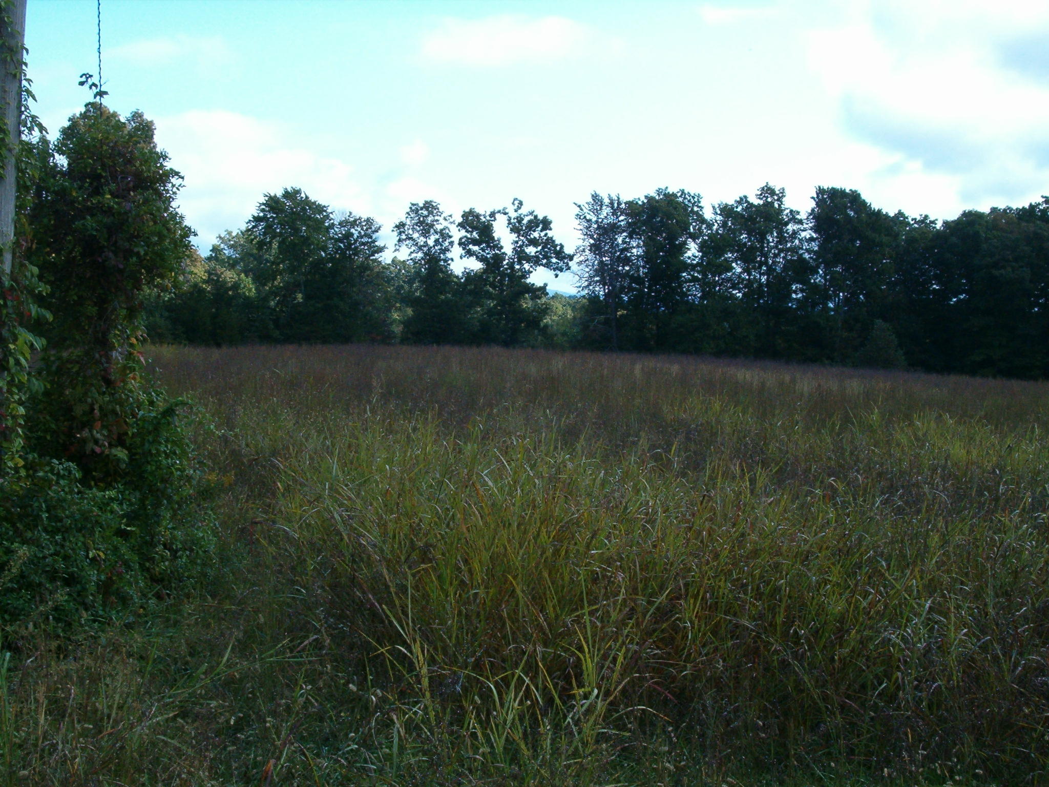 Nydeck Road Sunbright, TN 37872 - Photo 3 of 9 001