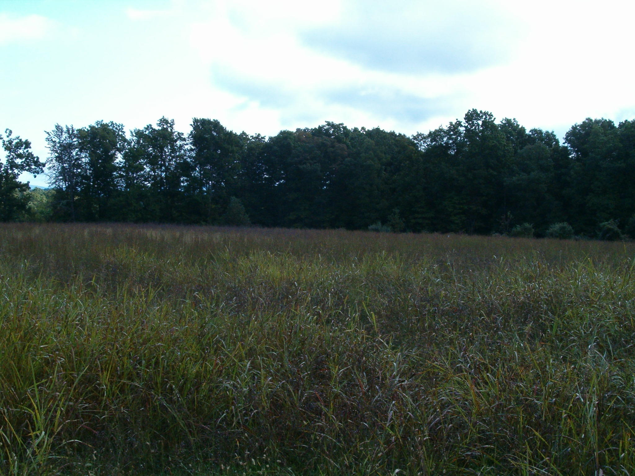 Nydeck Road Sunbright, TN 37872 - Photo 4 of 9 002
