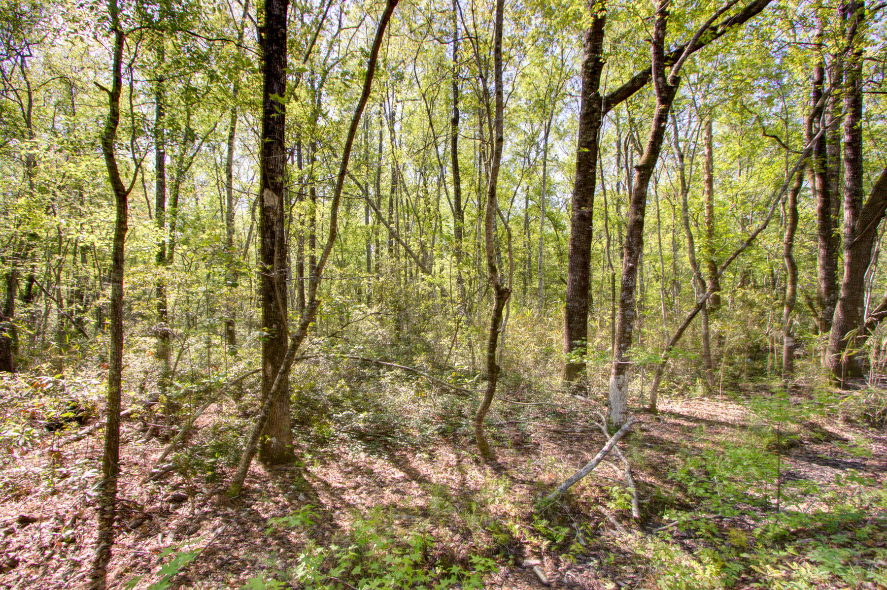 7000 Kinard Road Ravenel, SC 29470 - Photo 2 of 14 700 Kinard Rd, Ravenel SC (2)