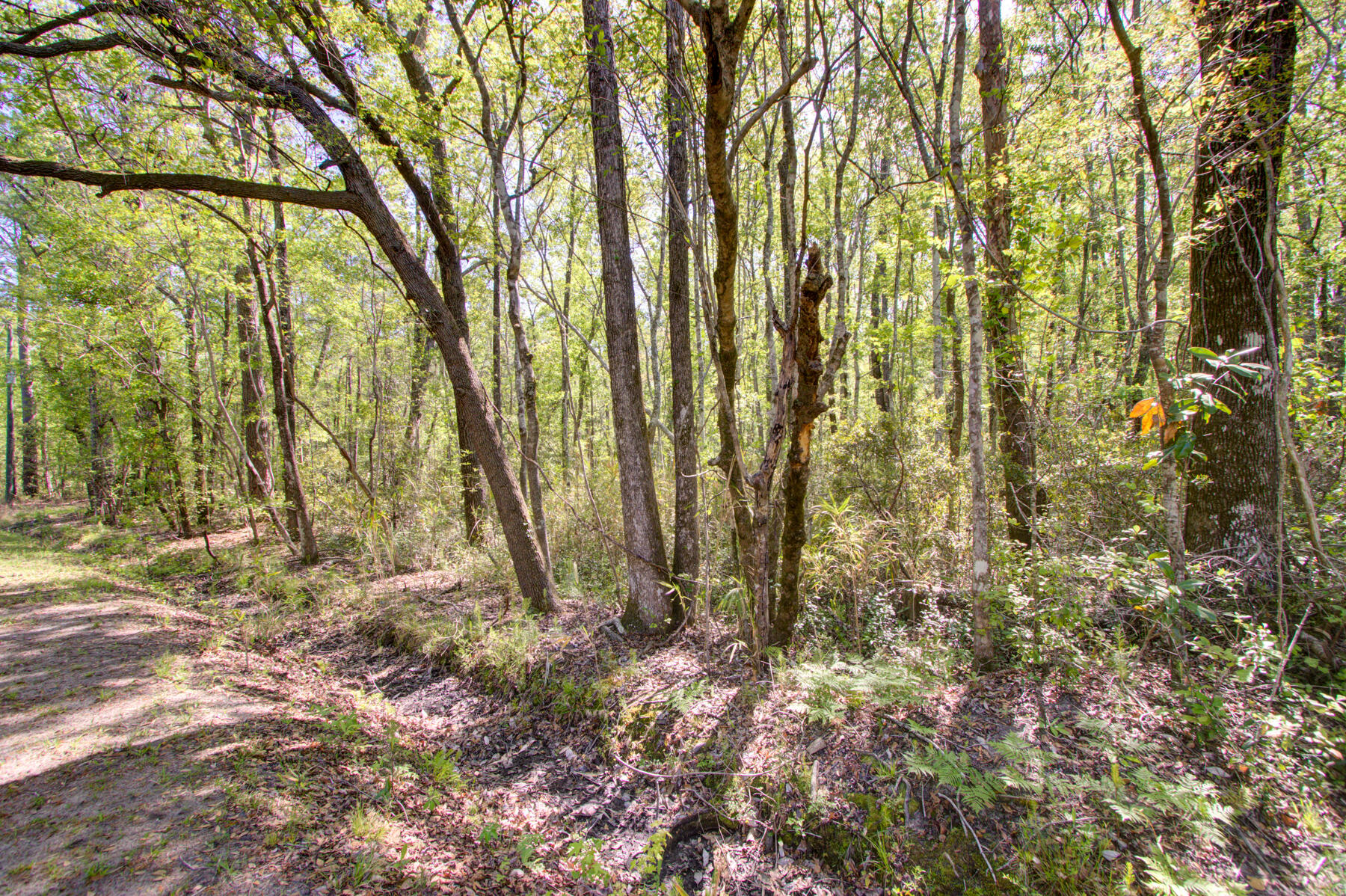 7000 Kinard Road Ravenel, SC 29470 - Photo 3 of 14 700 Kinard Rd, Ravenel SC (3)