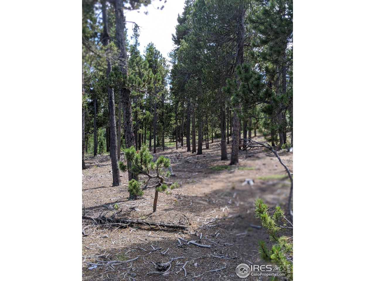 0 Jasper Road Black Hawk, CO 80422 - Photo 11 of 20 Gallery Image 11
