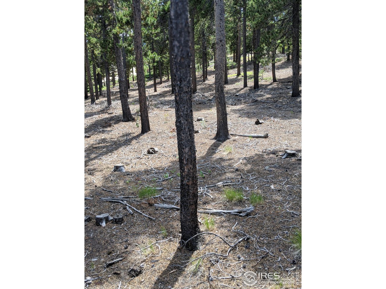 0 Jasper Road Black Hawk, CO 80422 - Photo 15 of 20 Gallery Image 15